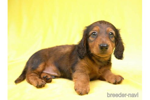 成約済の東京都のカニンヘンダックスフンド(ロングヘアード)-188153の2枚目